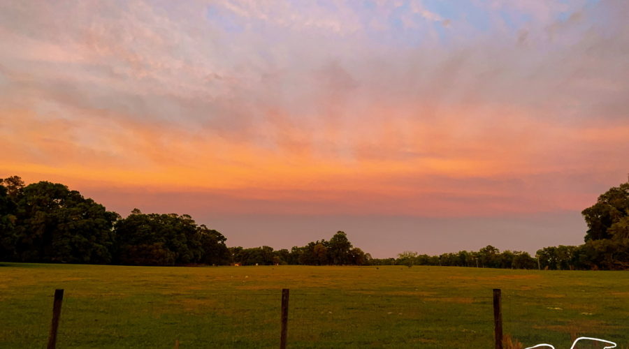 A beautiful sunset as viewed across a pasture in central Florida. The sky has dark bluish clouds along the horizon. The clouds color out to dark orange and eventually lighter orange. The cloud cover also lightens as you move away from the horizon, giving way to patches of fading blue sky. The pasture is surrounded by oak trees.