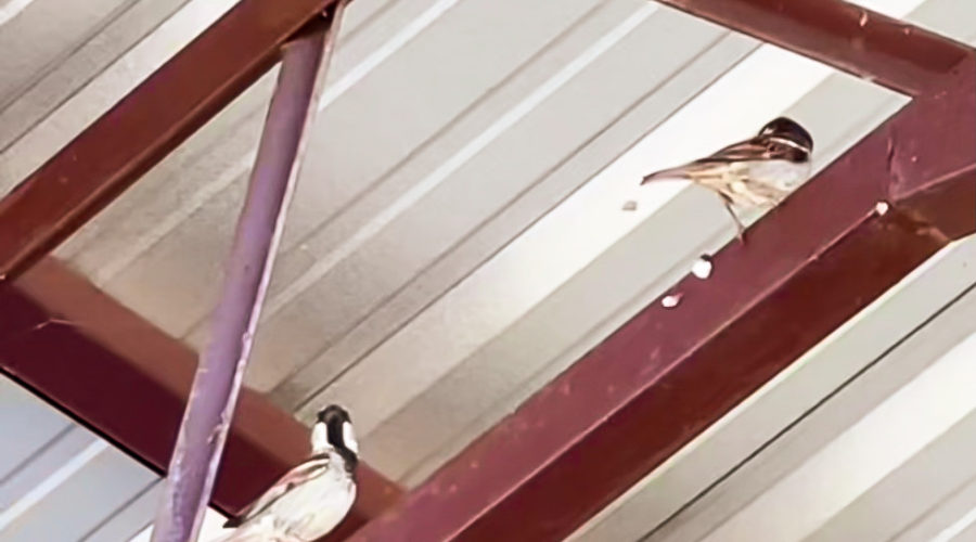 A young male house sparrow considers challenging the dominant male of the flock until his taunting behavior finally evokes a response from the older male.