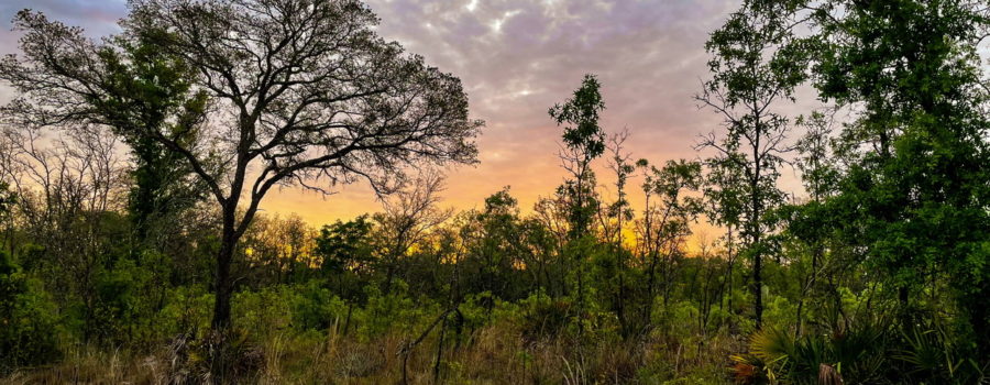 A beautiful light orange sunrise fades to pinkish purple across a clouded sky on an early morning. The sunrise is happening over the scrubby woods of the central Florida sandhills.