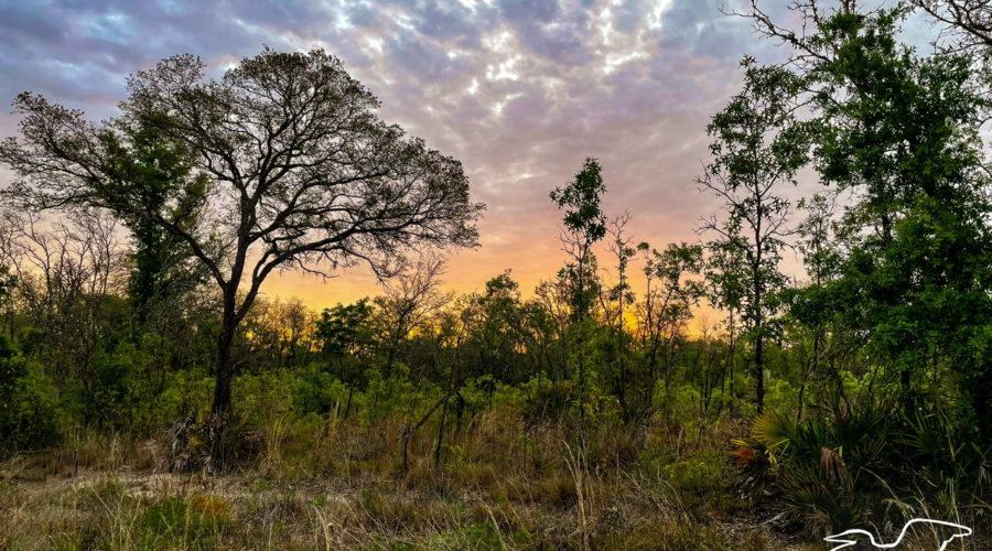 A beautiful light orange sunrise fades to pinkish purple across a clouded sky on an early morning. The sunrise is happening over the scrubby woods of the central Florida sandhills.