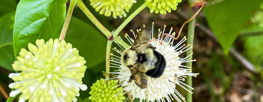 A fuzzy, black and yellow two spotted bumble bee climbs over the top of a round sphere of white flowers while looking for nectar.