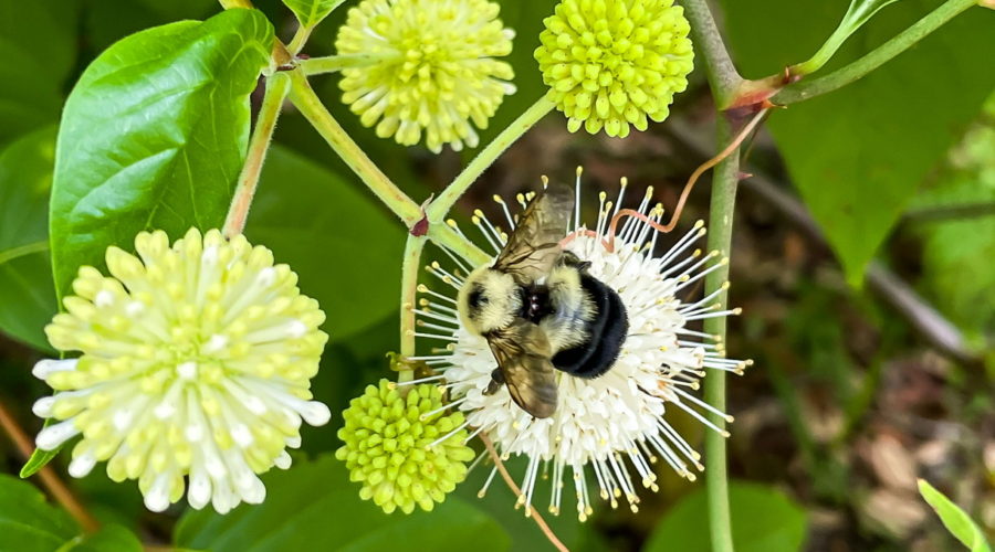 A fuzzy, black and yellow two spotted bumble bee climbs over the top of a round sphere of white flowers while looking for nectar.