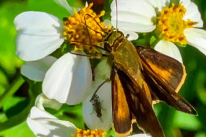 A closeup shot of a brown and orange Southern broken dash butterfly on a white and yellow flower. Below the butterfly, on one of the white petals is a small fly also looking for a meal.