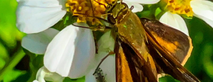 A closeup shot of a brown and orange Southern broken dash butterfly on a white and yellow flower. Below the butterfly, on one of the white petals is a small fly also looking for a meal.