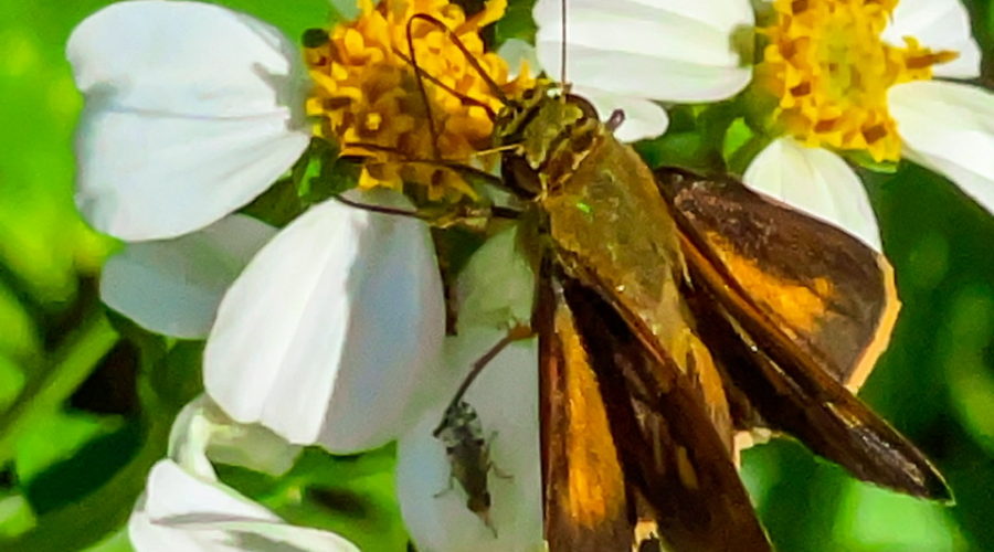 A closeup shot of a brown and orange Southern broken dash butterfly on a white and yellow flower. Below the butterfly, on one of the white petals is a small fly also looking for a meal.
