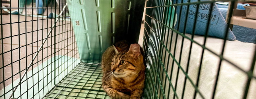 A feral cat sits in a live trap after having had sterilization surgery the day before. The trap is mostly covered by a blue pad to help keep the cat calm until it gets pick up.