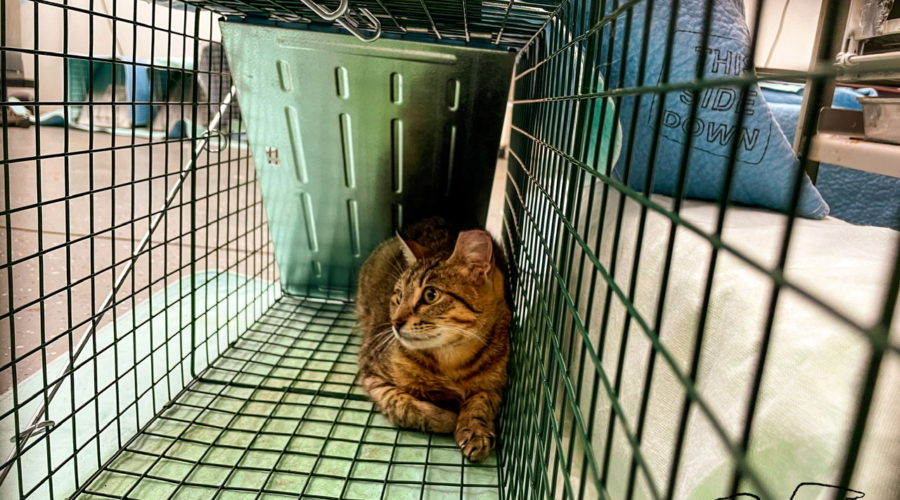 A feral cat sits in a live trap after having had sterilization surgery the day before. The trap is mostly covered by a blue pad to help keep the cat calm until it gets pick up.