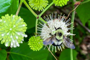 A large, furry yellow and black two spotted bumble bee hangs onto a sphere of small white flowers. The wings are outstretched and the sunlight shining off of them gives them a bluish tint, especially towards the edges.