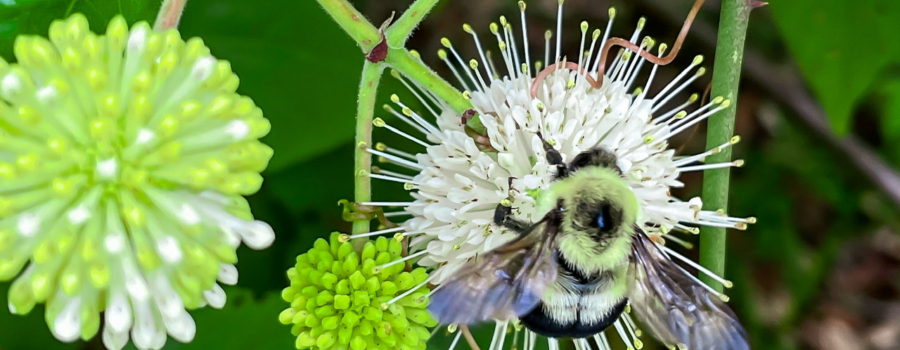 A large, furry yellow and black two spotted bumble bee hangs onto a sphere of small white flowers. The wings are outstretched and the sunlight shining off of them gives them a bluish tint, especially towards the edges.