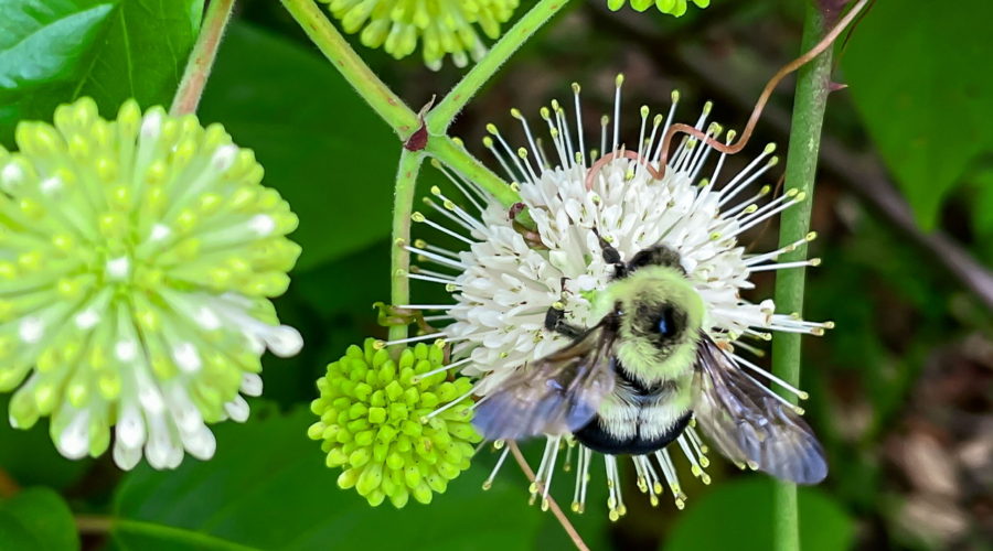 A large, furry yellow and black two spotted bumble bee hangs onto a sphere of small white flowers. The wings are outstretched and the sunlight shining off of them gives them a bluish tint, especially towards the edges.
