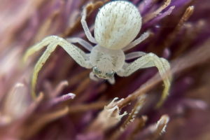 A macro image of a tiny, whitish Northern crab spider as it crosses the purple and brown spines of a bull thistle flower. The spider is positioned so that six of it’s eight dark eyes are visible. The spider has a sparse coat of stiff, black hairs that cover most of the body and legs.