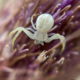 The Northern Crab Spider is Amazing and Really Cool
