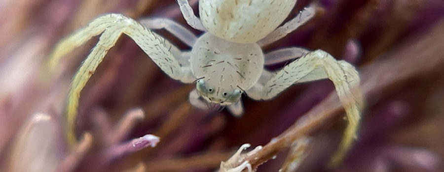 A macro image of a tiny, whitish Northern crab spider as it crosses the purple and brown spines of a bull thistle flower. The spider is positioned so that six of it’s eight dark eyes are visible. The spider has a sparse coat of stiff, black hairs that cover most of the body and legs.
