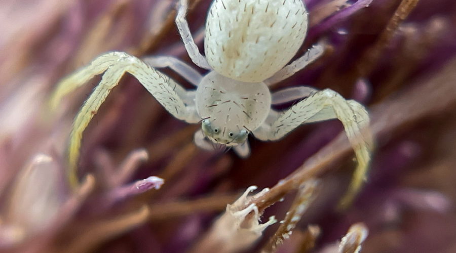 A macro image of a tiny, whitish Northern crab spider as it crosses the purple and brown spines of a bull thistle flower. The spider is positioned so that six of it’s eight dark eyes are visible. The spider has a sparse coat of stiff, black hairs that cover most of the body and legs.