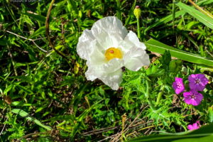 A white prickly poppy flower sports it’s beautiful bright white wrinkled petals and yellow and red center. To the right of the poppy is a bunch of purple phlox flowers. The spiky leaves and several odd shaped prickly poppy buds can be seen surrounding the flower. A green grass leave runs across the foreground.