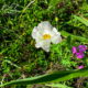 White Prickly Poppy: A Beautiful Plant with Two Sides