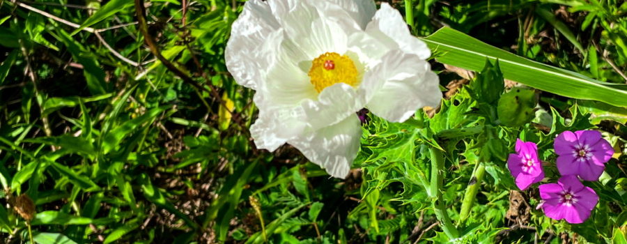 A white prickly poppy flower sports it’s beautiful bright white wrinkled petals and yellow and red center. To the right of the poppy is a bunch of purple phlox flowers. The spiky leaves and several odd shaped prickly poppy buds can be seen surrounding the flower. A green grass leave runs across the foreground.