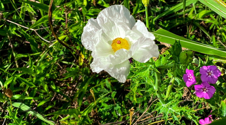 A white prickly poppy flower sports it’s beautiful bright white wrinkled petals and yellow and red center. To the right of the poppy is a bunch of purple phlox flowers. The spiky leaves and several odd shaped prickly poppy buds can be seen surrounding the flower. A green grass leave runs across the foreground.