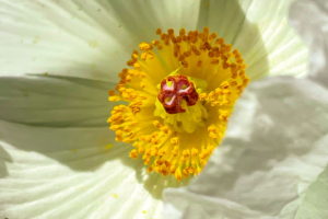 A closeup photo of the center of a white prickly poppy flower. The flower is made up of six, crinkled, white petals surrounding a number of bright yellow stamens and a red pistil.