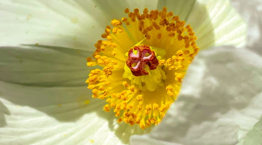 A closeup photo of the center of a white prickly poppy flower. The flower is made up of six, crinkled, white petals surrounding a number of bright yellow stamens and a red pistil.