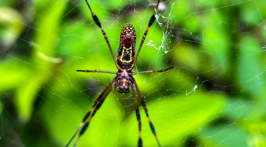 The underside of an Argyra orchard orb weaver spider hanging in it’s web. The web runs parallel to the ground and is suspended over local plant life. The spider has distinctive, complex patterns of black, red, yellow, and white which make it easily identifiable.