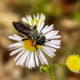 Robber Flies are Very Interesting and Good for the Garden