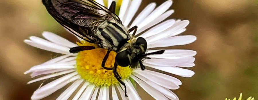 A robber fly sits on top of a fleabane flower waiting patiently for insect prey to fly by. The fly is mostly black with very large compound eyes, a fuzzy black and white striped thorax and black, veined wings.