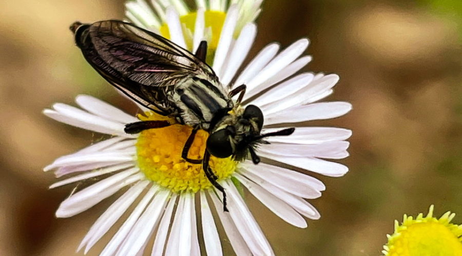 A robber fly sits on top of a fleabane flower waiting patiently for insect prey to fly by. The fly is mostly black with very large compound eyes, a fuzzy black and white striped thorax and black, veined wings.