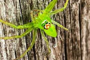 A full color, macro photo of a green crab spider with eyes raised towards the camera as it hangs onto a wooden fence.