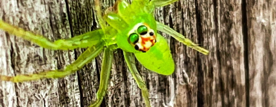 A full color, macro photo of a green crab spider with eyes raised towards the camera as it hangs onto a wooden fence.