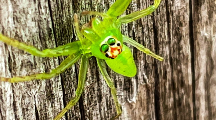 A full color, macro photo of a green crab spider with eyes raised towards the camera as it hangs onto a wooden fence.