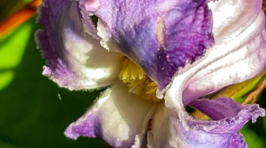 A trumpet shaped swamp leatherflower is nestled between multiple branches of the vine that it grows from. The branches are green or yellowish green with small thorns. The flower is made up of five sepals that are attached together at the base of the flower and separate nears the ends. The majority of the flower is white or very light purple, while the ends of the sepals are a swirl of several shades of purple. The central part of the flower is yellow. The sepals are thicker than normal petals and have wrinkled edges.