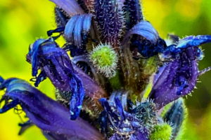 A closeup photo of a spike of pickerelweed flowers and seeds. The flowers are tubular shaped and dark blue in color. The seeds are small green balls. Dark purple buds are also present. The seeds, Buds, and flowers are all covered in a layer of fine, bristly fuzz.