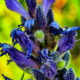 Pickerelweed is an Incredibly Attractive and Beneficial Aquatic Plant