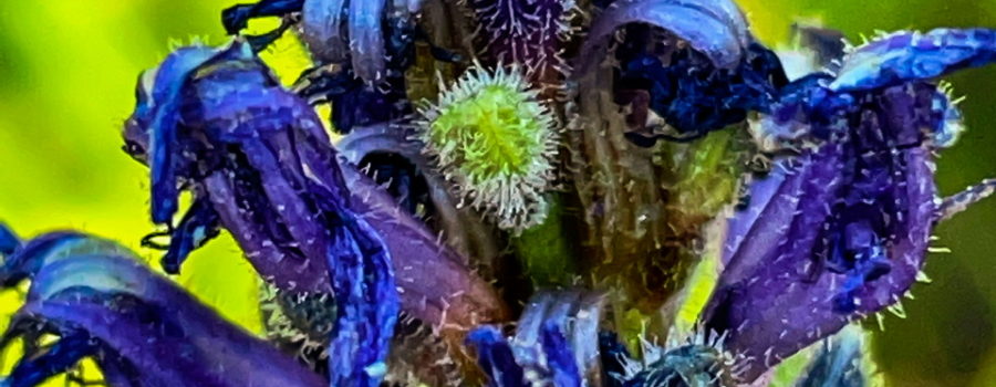 A closeup photo of a spike of pickerelweed flowers and seeds. The flowers are tubular shaped and dark blue in color. The seeds are small green balls. Dark purple buds are also present. The seeds, Buds, and flowers are all covered in a layer of fine, bristly fuzz.
