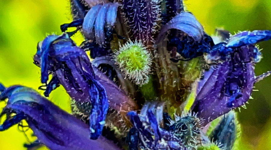 A closeup photo of a spike of pickerelweed flowers and seeds. The flowers are tubular shaped and dark blue in color. The seeds are small green balls. Dark purple buds are also present. The seeds, Buds, and flowers are all covered in a layer of fine, bristly fuzz.