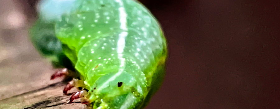 A macro photograph of a bright, lime green caterpillar from the head down. The caterpillar has a white line running down it’s side and is speckled with white spots. The eye is very small and black. Yellowish green mouth parts can be seen below the eyes. Three green legs with red tips can be seen holding onto the piece of wood that it is climbing.