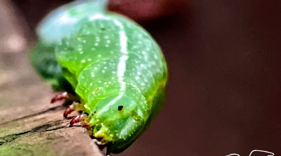 A macro photograph of a bright, lime green caterpillar from the head down. The caterpillar has a white line running down it’s side and is speckled with white spots. The eye is very small and black. Yellowish green mouth parts can be seen below the eyes. Three green legs with red tips can be seen holding onto the piece of wood that it is climbing.