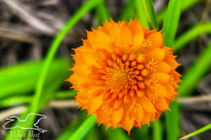 A top down closeup photo of the top of an orange milkwort raceme. The raceme is made of many small tube shaped flowers. Unopened buds are present at the center. At this level all of the flowers are a brilliant orange color.