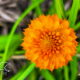 Orange Milkwort is Amazing and Beautiful As Well