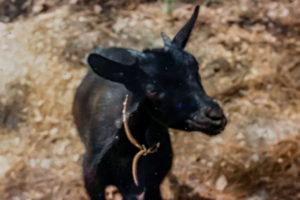 A small black goat wearing a brown leather collar stands with her front legs on the bottom of a set of stairs.