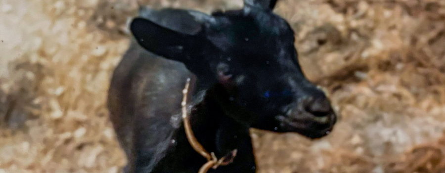 A small black goat wearing a brown leather collar stands with her front legs on the bottom of a set of stairs.