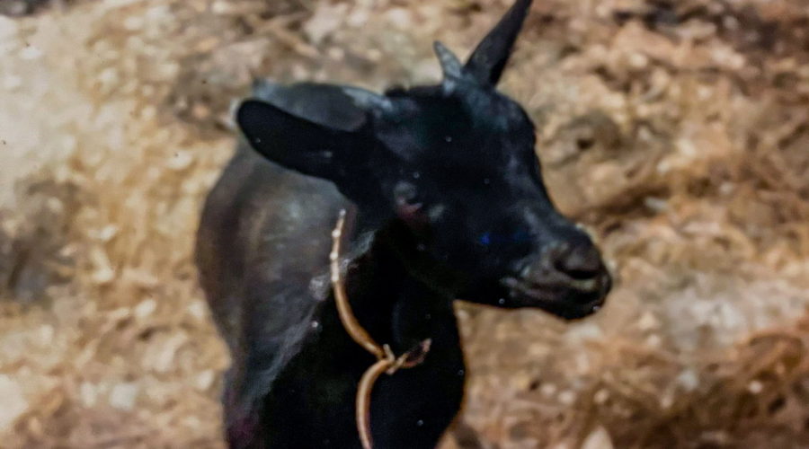 A small black goat wearing a brown leather collar stands with her front legs on the bottom of a set of stairs.