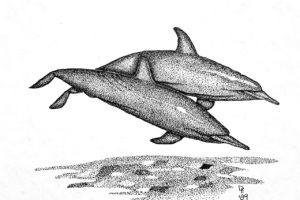 A black and white pen and ink drawing of a pair of bottlenosed dolphins leaping out of the water.