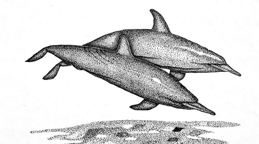 A black and white pen and ink drawing of a pair of bottlenosed dolphins leaping out of the water.