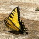 The Eastern Tiger Swallowtail Butterfly is Very Beautiful and Interesting