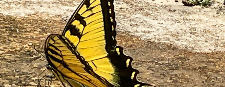 A large yellow butterfly with black stripes on its wings and along the outside of it’s wings drinks from a shallow puddle of water. The butterfly has a bright yellow body with black markings as well. There are yellow spots in the black wing lining, but no blue or orange like the female has.