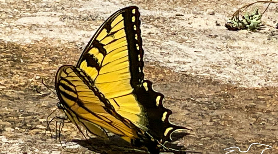 A large yellow butterfly with black stripes on its wings and along the outside of it’s wings drinks from a shallow puddle of water. The butterfly has a bright yellow body with black markings as well. There are yellow spots in the black wing lining, but no blue or orange like the female has.