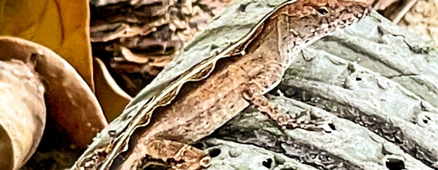 A juvenile brown anole tries to blend into it’s environment while sitting on an old door mat surrounded by leaves and mulch. The anole is mostly brown, but has a white stripe down the middle of it’s back. Beside the white stripe, is a black stripe adorned with a brown and white diamond pattern. There are dark brown and white spots on the face and legs.