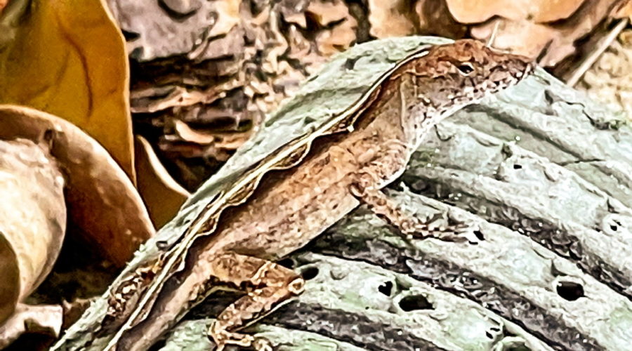 A juvenile brown anole tries to blend into it’s environment while sitting on an old door mat surrounded by leaves and mulch. The anole is mostly brown, but has a white stripe down the middle of it’s back. Beside the white stripe, is a black stripe adorned with a brown and white diamond pattern. There are dark brown and white spots on the face and legs.